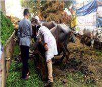تحصين ١٢٤ ألف رأس ماشية بالشرقية ضد الحمي القلاعية والوادي المتصدع 