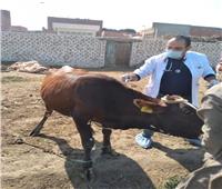 تحصين 52 ألف رأس ماشية ضد «الحمى القلاعية والوادي المتصدع» بالفيوم ‎