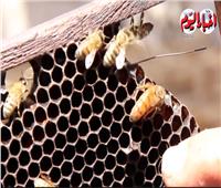 فيديو| «لسع النحل».. يشفي الأمراض وله فوائد عديدة ..تعرف عليها 