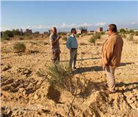 «الزراعة» تكلف مركز الصحراء بالدعم الفني للمزارعين بالمناطق الصحراوية