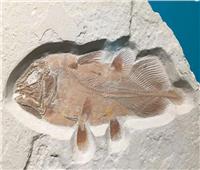 «الكولاكانث» اكتشاف جديد لحفرية حية من عصر الديناصورات