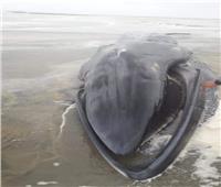 وزيرة البيئة: دفن الحوت النافق بأحد الشواطئ وفق الأساليب الصحية