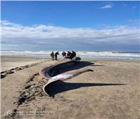 صور | العثور على  ثاني أكبر حيوان على سطح الأرض بعد الحوت الأزرق