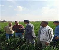 «الزراعة» تطمئن على حالة المحاصيل الشتوية في بني سويف