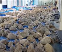 إنقاذ آلاف السلاحف البحرية من الموت برداً