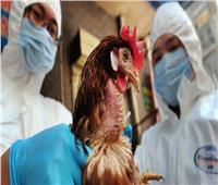 هل تنتقل انفلونزا الطيور «الهولندية» للإنسان ؟.. نائب «النجيلة للعزل» يوضح