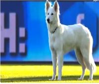 بالفيديو| كلب يقتحم مباراة بين زيورخ وسيون
