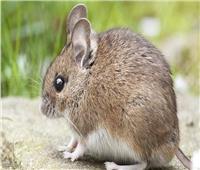 سر انتشار الفئران في ألمانيا 