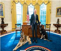 كلاب بايدن تستمتع بالحياة في البيت الأبيض