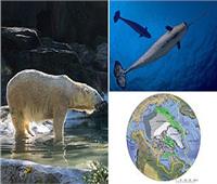 خبراء أمريكيون يحذرون من تأثير التغير البيئي على الحيوانات في القطب الشمالي