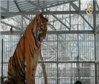 «نمر» بموهبة نادرة يطرب زوار حديقة الحيوانات في سيبيريا.. فيديو