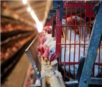 أستاذ علوم أغذية ينصح بذبح الدجاج في هذا التوقيت للتخلص من الأوبئة
