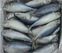ضبط ١١ طن أسماك فاسدة قبل طرحهم بأسواق القليوبية