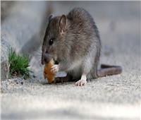 «الفئران» تجتاح بريطانيا بسبب «كورونا»