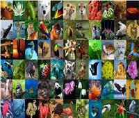 اليوم| احتفال العالم بـ«اليوم العالمي للحياة البرية»