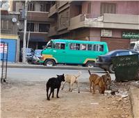 الكلاب الضالة تتجول بالشوارع الرئيسية بمدينة شبين الكوم