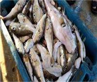 ضبط 290 كيلو من أسماك «الأرنب السامة» قبل طرحها في الأسواق 