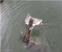 «تمساح ضخم» يلتهم سمكة قرش أمام عدسة الكاميرا