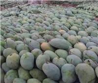 «الزراعة» تقدم 14 توصية لمزارعي المانجو لتنفيذها خلال مارس