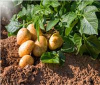 نقيب الفلاحين: تصدير البطاطس المصرية لروسيا يساهم في استقرار الأسعار