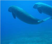 وزيرة البيئة تعلن نجاح محميات البحر الأحمر في انقاذ حيوان «الدوجونج»  