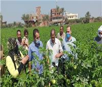 محافظ الشرقية: دورات تدريبية للنهوض بـ«محصول القطن» 