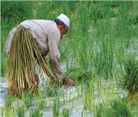 نقيب الفلاحين: قرار الحكومة بشأن غرامة زراعة الأرز يقلل أعباء المزارعين