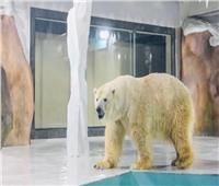 الصين تفتتح أول فندق في العالم لـ«الدب القطبي»