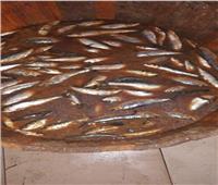 المنوفية: ضبط 600 كجم أسماك منتهية الصلاحية وغير صالحة للاستخدام الآدمي