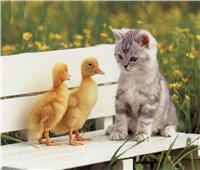 «قط وفأر.. وقطة وبطة».. أغرب الصداقات بين الحيوانات | صور