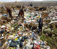 بالصور… تلال القمامة تحاصر البرشا في المنيا 