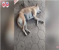 «مجزرة كلاب» بالإسكندرية.. تسميم الطعام وتقديمه للحيوانات الضالة| فيديو
