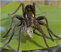 عناكب السبراسبيد .. من أشهر العناكب الأكلة للحوم البشر