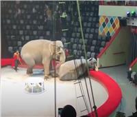 عراك «فيلة» أثناء العرض في سيرك روسي | فيديو