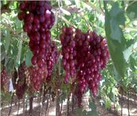 «الزراعة» تقدم نصائح هامة لمزارعي الموالح والعنب خلال الطقس الحار