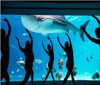 لعشاق «اليوجا».. ممارسة رياضة التأمل مع أسماك القرش| صور