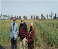 «الزراعة»: معهد أمراض النباتات يتابع محصول القمح بمحافظة البحيرة