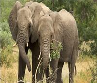بسبب الصيد الجائر.. فيلة الغابات الإفريقية مهددة بالانقراض
