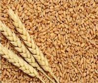 «الفلاحين»: 725 جنيهاً لإردب القمح سعر يرضي المزارعين ويحقق هامش ربح