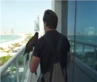 «المهمة المستحيلة».. صقر يقوم بمناورات حول أبراج دبي الشاهقة | فيديو