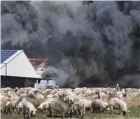 حريق بمزرعة في ألمانيا ونفوق أكثر من 55 ألف خنزير 