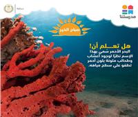 البحر الأحمر من أهم الواجهات السياحية العالمية