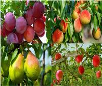 «الزراعة» تصدر نصائح مهمة للتعامل مع 6 محاصيل فاكهة خلال أبريل