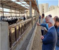 محافظ بورسعيد يتفقد محطة تسمين الماشية استعدادًا لشهر رمضان 