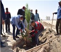 زراعة ١٢٠ شجرة نخيل مثمر بجامعة سوهاج هدية من تنمية وحماية البيئة 