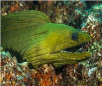 ثعبان البحر الكهربائي.. أخطر أنواع الأسماك المائية في العالم 