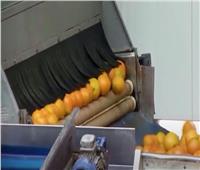 شاهد| بمواصفات عالمية.. تصدير أول شحنة برتقال لليابان