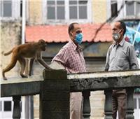 الهند تحارب «القرد النشال» بعد سرقة 600 روبية