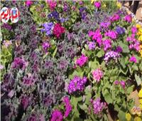 معرض الزهور أيقونة النباتات العطرية والزهور النادرة | فيديو 