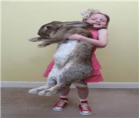 سرقة أضخم أرنب في العالم.. وهذه مكافأة من يعيده